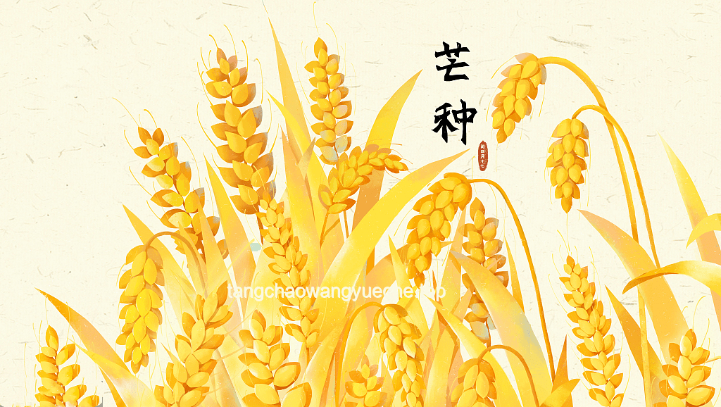 芒种节气饮食深度解析：清爽营养，应季而食